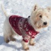 Dog in a sweater out in the snow