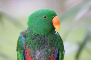 Eclectus Parrot with missing feathers on its chest.
