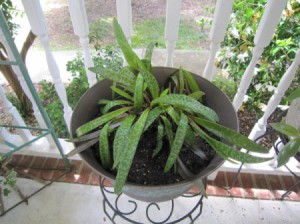 Identifying a Houseplant - plant with long green leaves