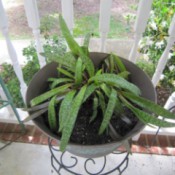 Identifying a Houseplant - plant with long green leaves
