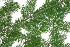 Pine boughs on a white background