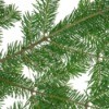 Pine boughs on a white background