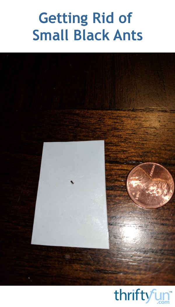 98 Breathtaking small black ants in bathroom sink Voted By The