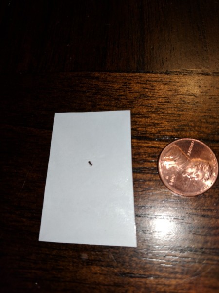 Getting Rid of Small Black Ants