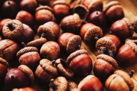 acorns on table