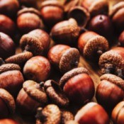 acorns on table