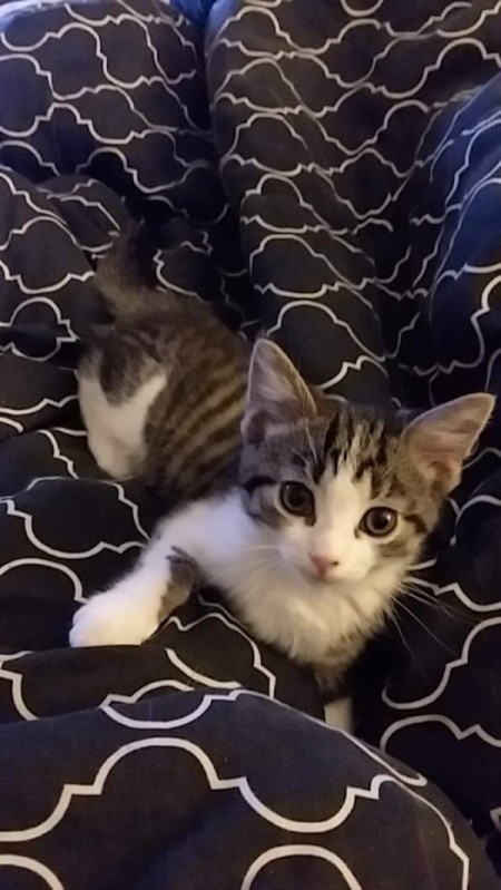 What Breed Is My Cat? - short haired tabby colored cat