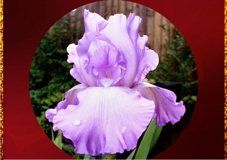 Gift Iris - iris photo in a circular frame presentation