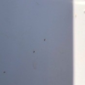 Getting Rid of Tiny Orange Flying Biting Bugs Outside