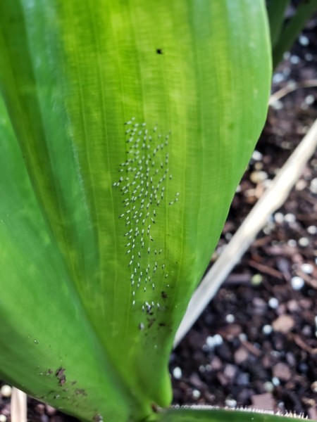 Unidentified Eggs On a Lily Plant