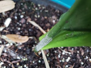 Unidentified Eggs On a Lily Plant - tiny white eggs on plant