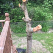 Pruning a Weeping Cherry Tree - trunk with no branches