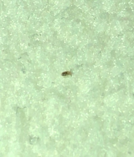 Identifying a Tiny Bug