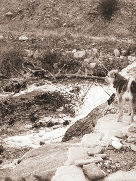 Daisy Duke (Terrier Mix)