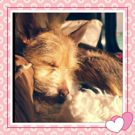 Daisy Duke (Terrier Mix)