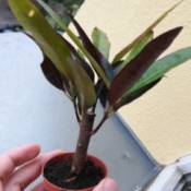 What Is This Houseplant? - leafed out cutting
