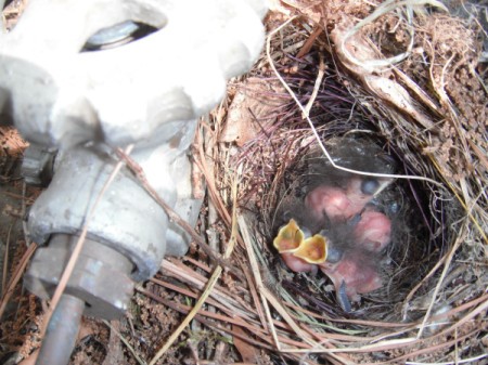 Baby Birds - babies in nest on propane tank