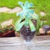 How to Make a Recycled Water Bottle Planter - plant on railing outside
