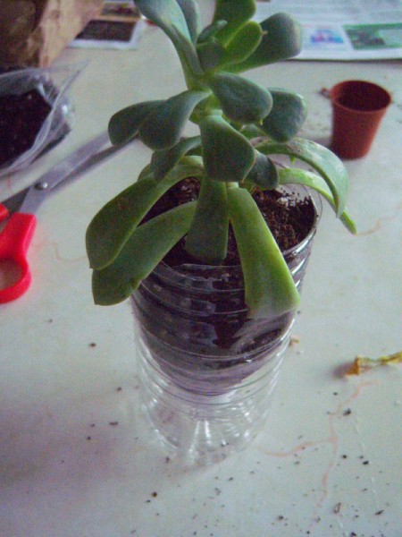 How to Make a Recycled Water Bottle Planter - add your plant