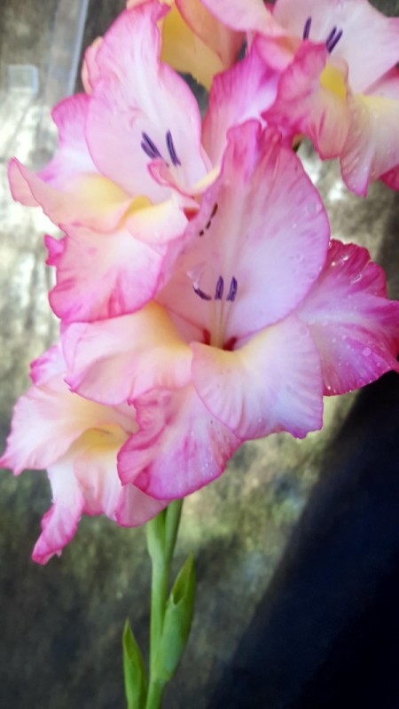 Glad and Pink (Gladiolus) - pink gladiolus flower