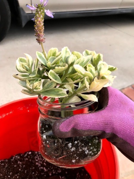 Succulent Planter Gift - succulent planted in the jar
