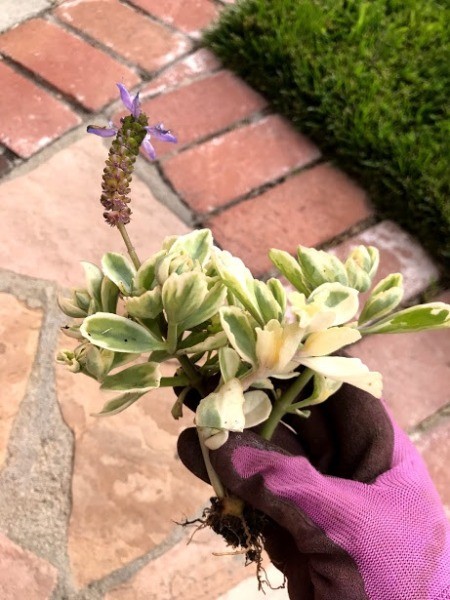 Succulent Planter Gift - hand holding a succulent dug from garden