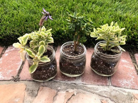 Succulent Planter Gift - jars with different plants