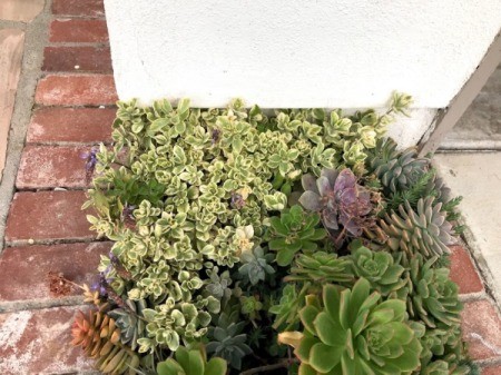 Succulent Planter Gift - plants