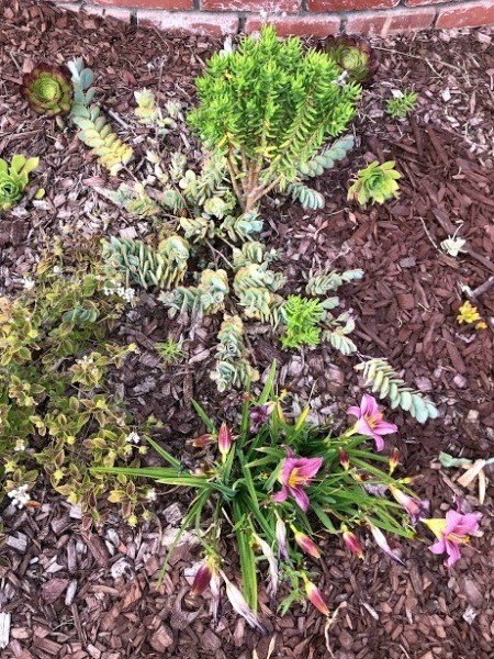 Succulent Planter Gift - succulent plants