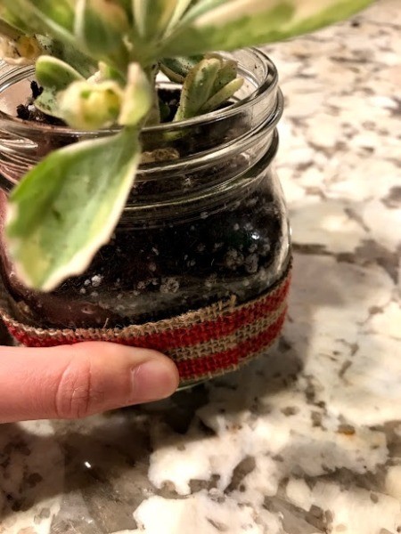 Succulent Planter Gift - strip wrapped and glued