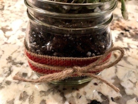 Succulent Planter Gift