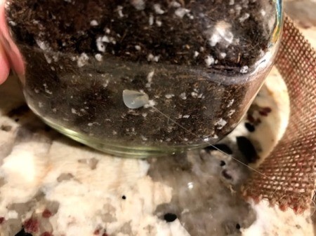 Succulent Planter Gift - dab of glue