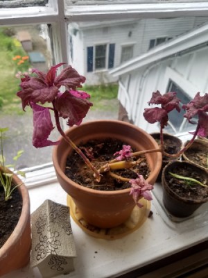 Identifying a Houseplant - red leafed houseplant