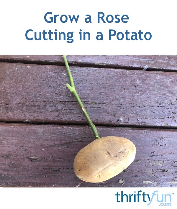 Grow a Rose Cutting in a Potato ThriftyFun
