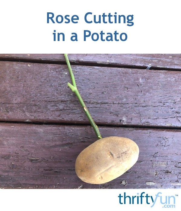 Growing a Rose Cutting in a Potato ThriftyFun