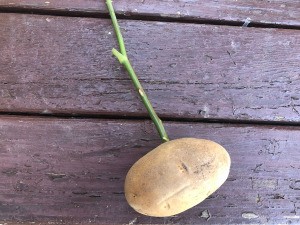 Grow a Rose Cutting in a Potato cutting in a small potato