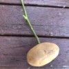 Grow a Rose Cutting in a Potato cutting in a small potato