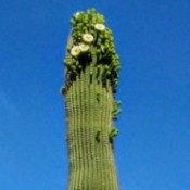 Saguaro Blooming - flowers at the top