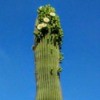 Saguaro Blooming - flowers at the top