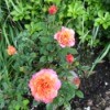 Whey for Healthy Plants - miniature rose
