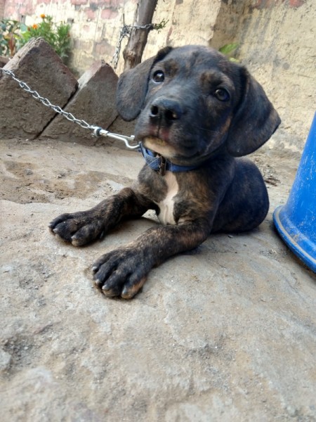 Is My Dog a Pit Bull? - bridle puppy on a chain