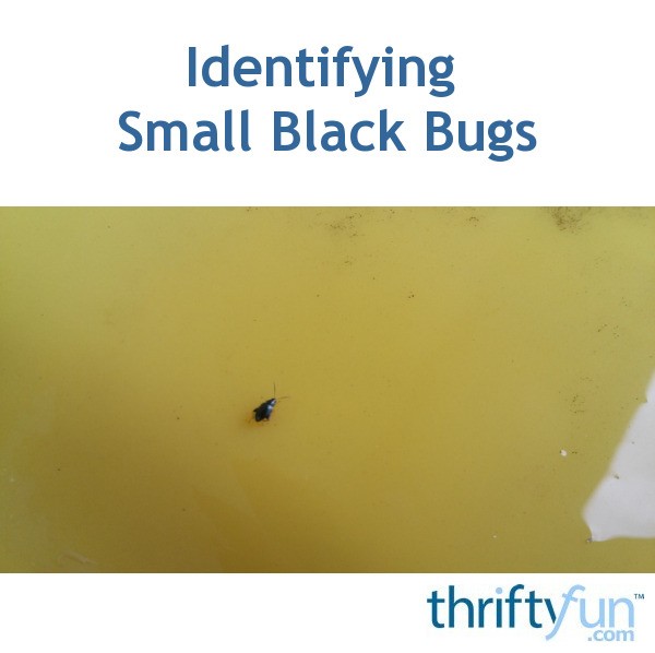 Identifying Small Black Bugs? | ThriftyFun