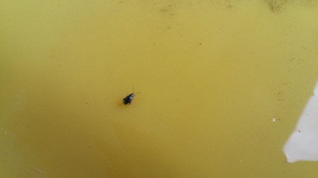 Identifying Small Black Bugs - small black bug