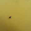 Identifying Small Black Bugs - small black bug