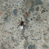 Getting Rid of Spiders - spider on concrete