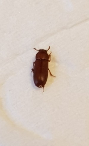 Identifying Bugs in Bedroom - brown bug