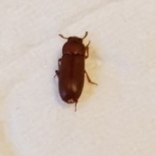 Identifying Bugs in Bedroom - brown bug