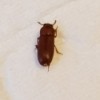 Identifying Bugs in Bedroom - brown bug