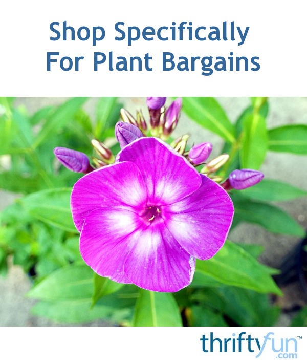 Shop Specifically For Plant Bargains Thriftyfun