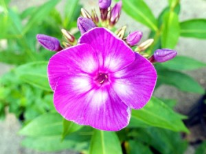 Shop Specifically For Plant Bargains - closeup of phlox flower